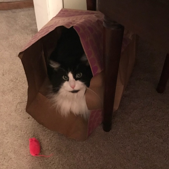 Meet your Posher, Donna - Picture 3 of 3